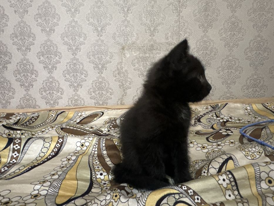 Отдам котят в добрые руки !!!