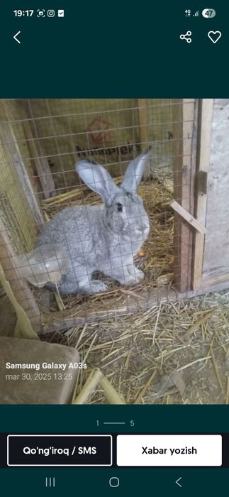 Sog'lam Veliqon quyonlar