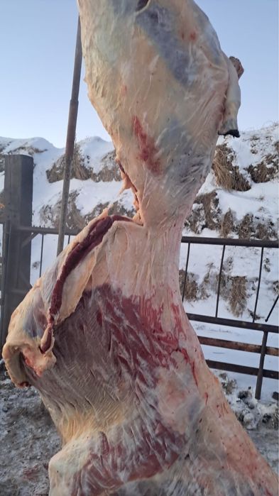 Продам 9 голов құнан 2 летки