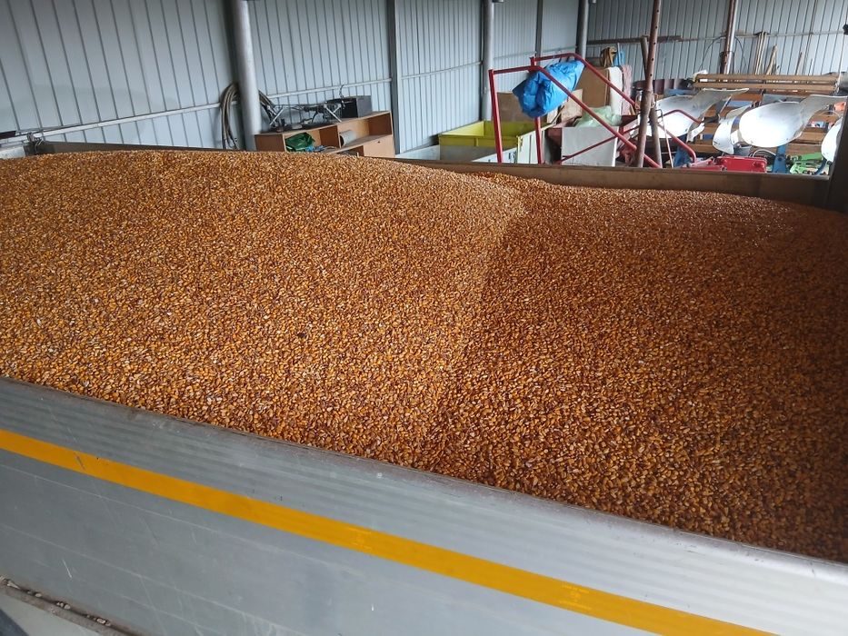 Porumb boabe  Graunte