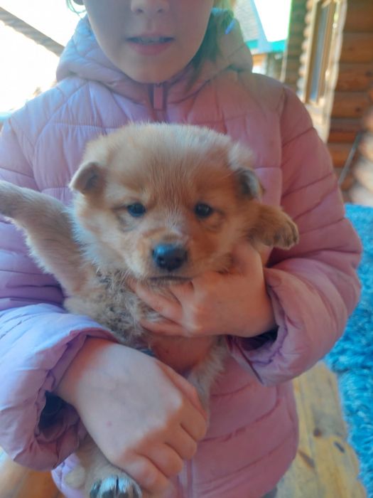 Продам щенков за символичную цену