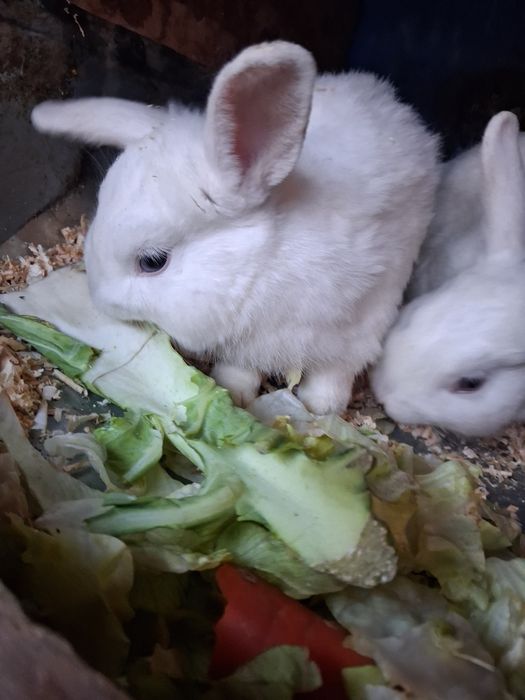 Pui de iepure pentru copii