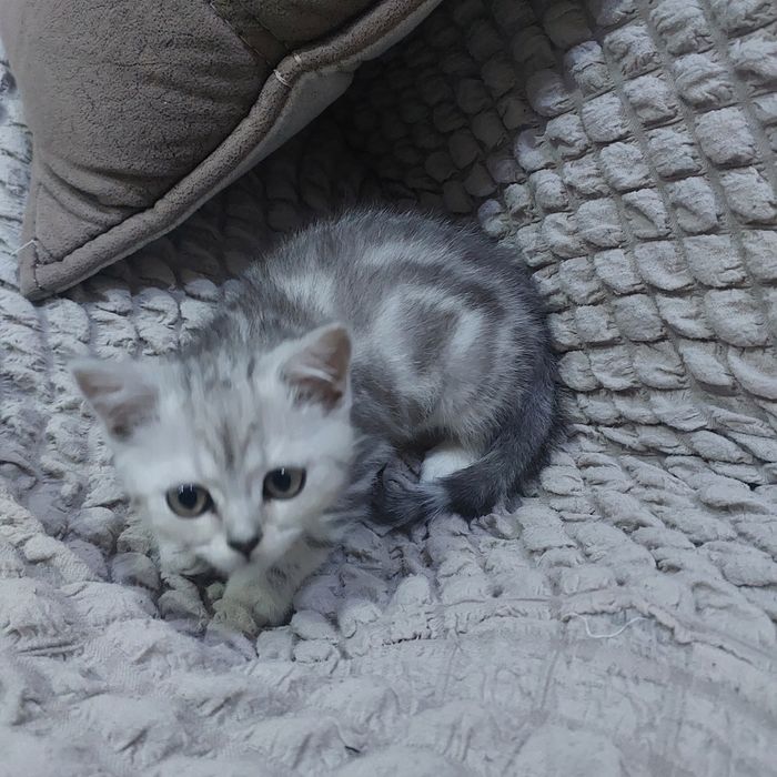 Мушук боласи сотилади