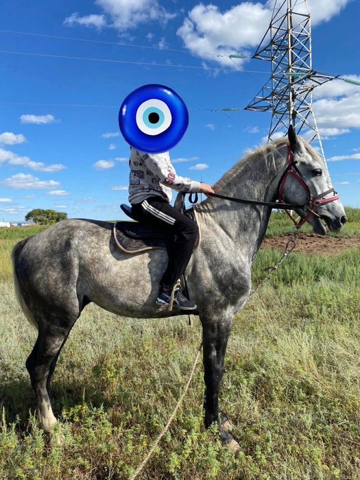 Чистокровный жеребец