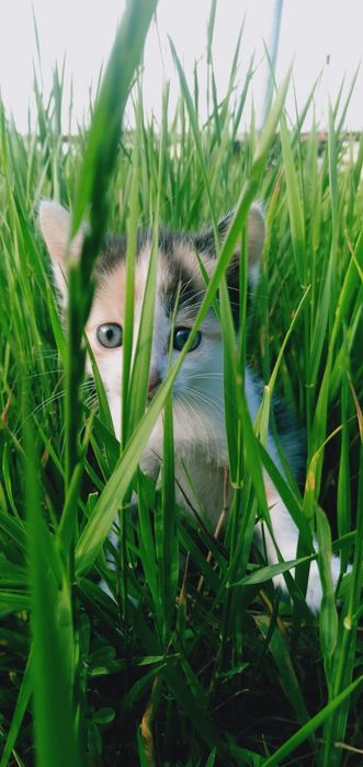 Отдам кошку и котят