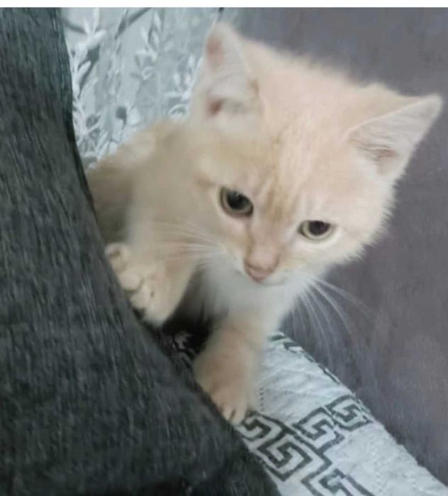 Отдам в добрые руки котят
