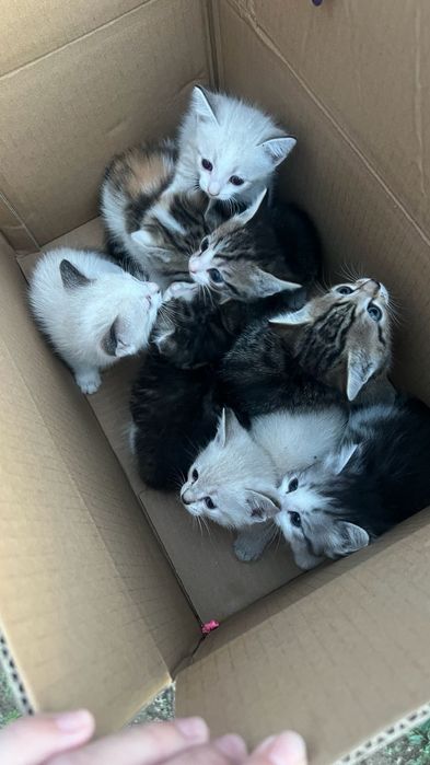 Отдам котят в добрые руки