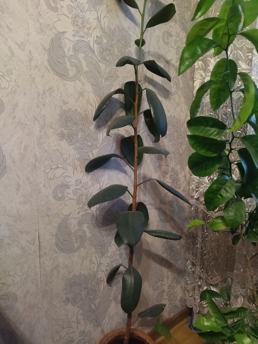 Лимон отличное растение