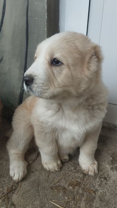 Alabay  bolasi  sotiladi  garantiya erke zoti toza qon