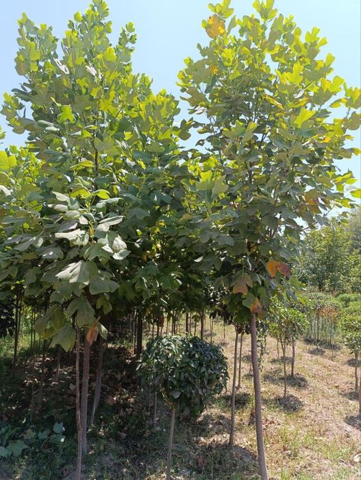 “Samarqand Agro Dizayn” kompaniyasi tomonidan Лоловое дерево (Lola dar