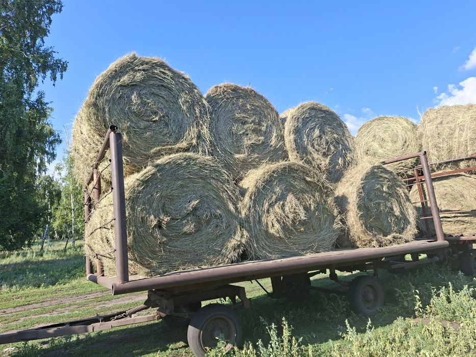 продам сено зеленое
