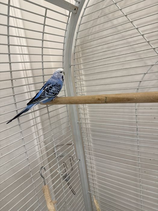 Продам попугаев