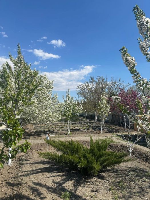 Продается дача (11 соток)