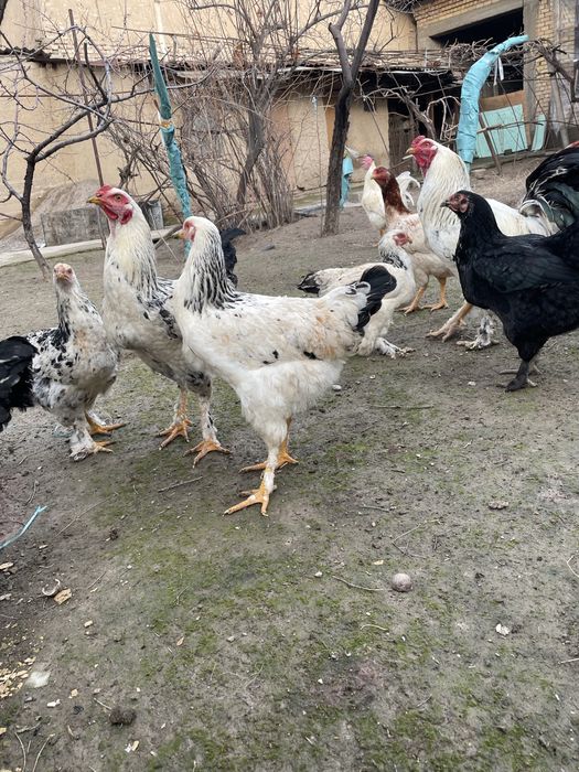 Tovuq Xorozla Sotiladi parodali