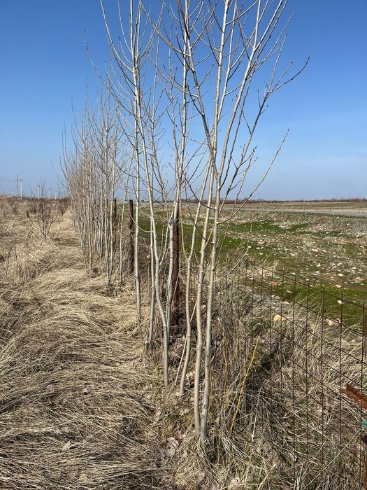 Вяз карагаш тополь клён