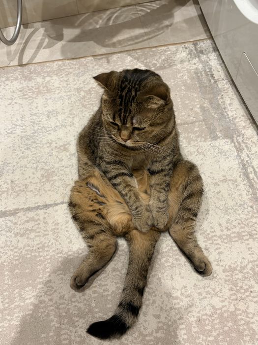 Отдам кота в хорошие руки