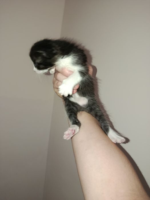 Котят нам подкинули отдали в добрые руки или в приют