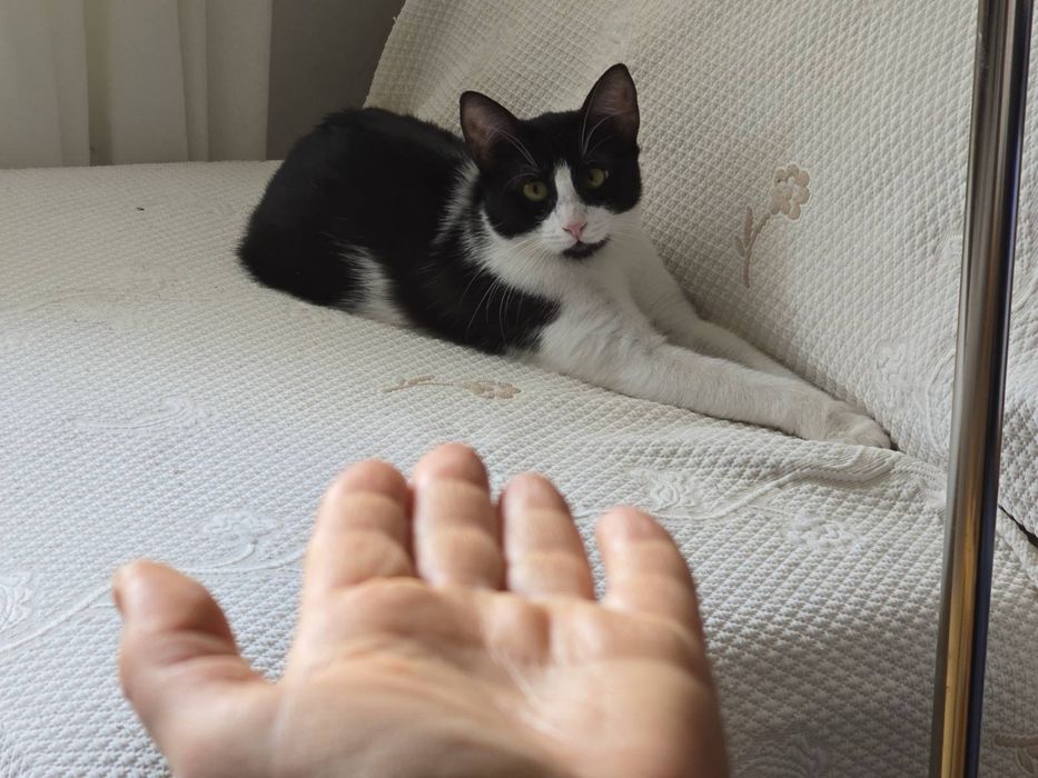 Женско коте на 9 месеца търси дом