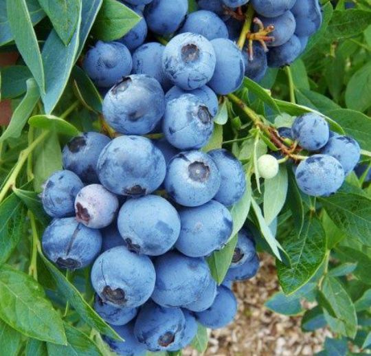 Arbuști Fructiferi (Afin )