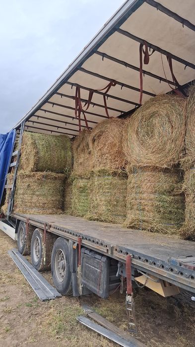Baloti lucerna sau fan Livram doar la TIR Cate 40 Rotuzi sau 500 dreptunghiulari Nu dam la bucata.Transport Inclus la TIR