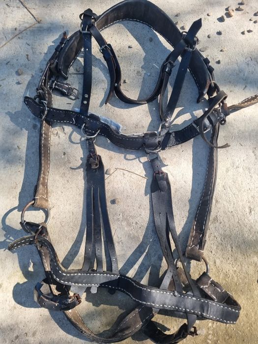 Ham și căpețel  De ponei de vânzare