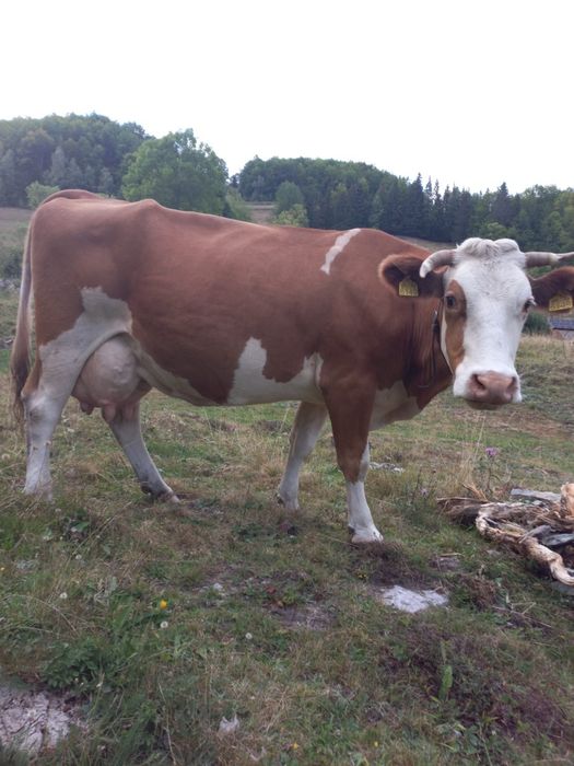 Vand vaca foarte buna, de 6 ani