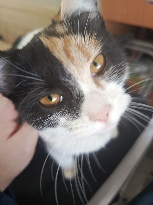 Кошечка в заботливые ручки