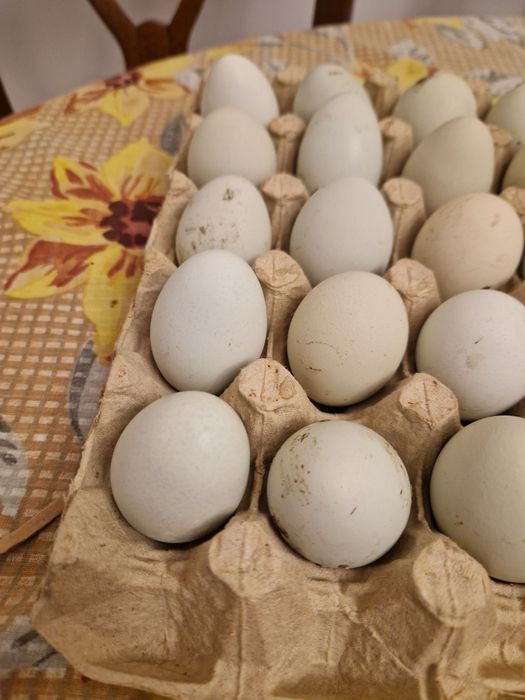 Vând ouă găini araucana