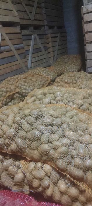 Vand cartofi samanta