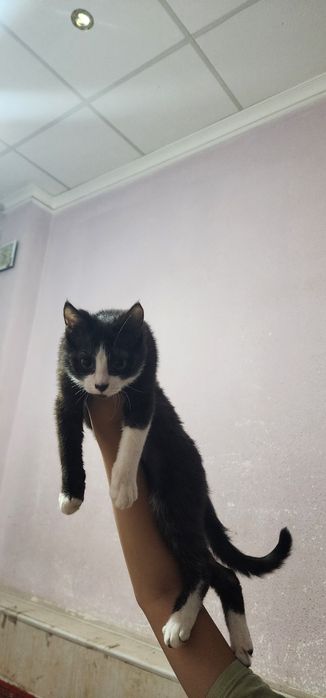 mushukcha ismi charli