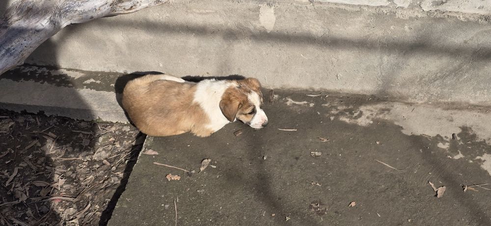 Продам щенков в добрые руки