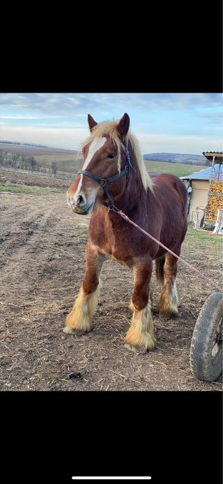 Disponibil manz de 5luni din parinti buni mai multe detalii in privat.