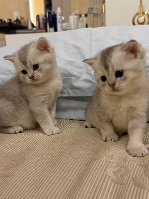 Котятя - шиншила мальчики