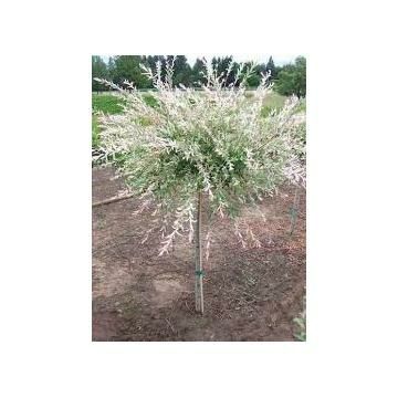 Salcie Japoneza la ghiveci pe trunchi