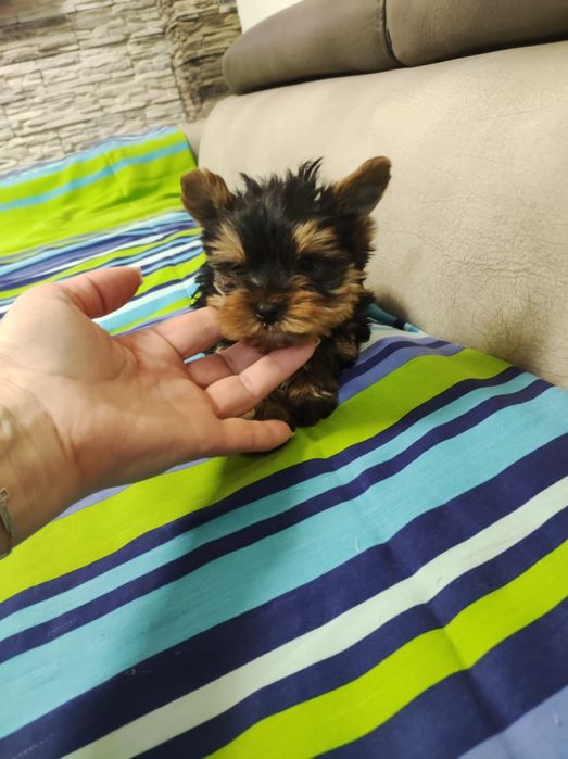 Йоркширски териер