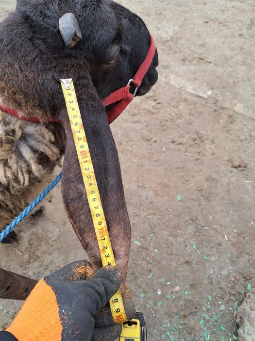 Berbec carabas bulgăresc