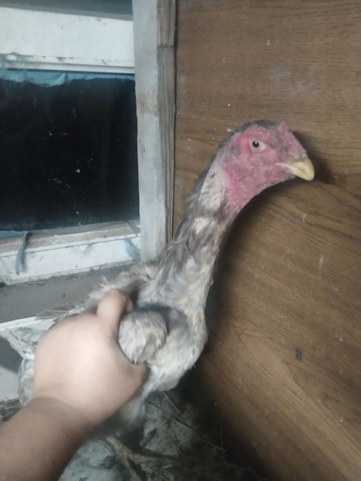 Салам алейкум дакан на продаже