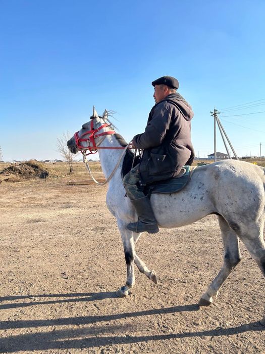 Продам лошадей породистых
