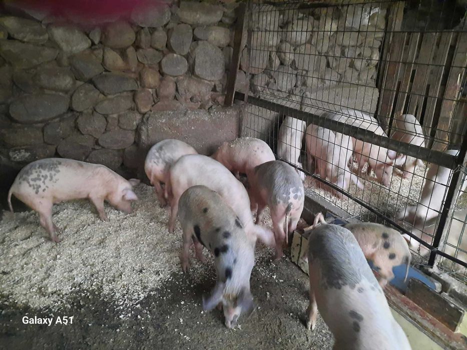 Продавам малки прасета