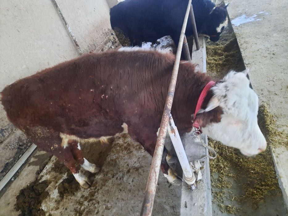 сементал букалар