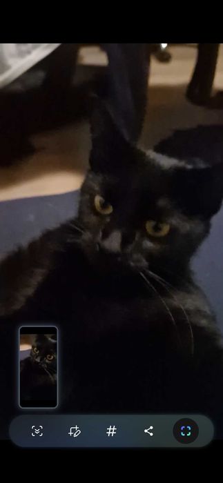 Черна принцеса ! Котенце любящо и търси своя нов дом.Поемам пътя !