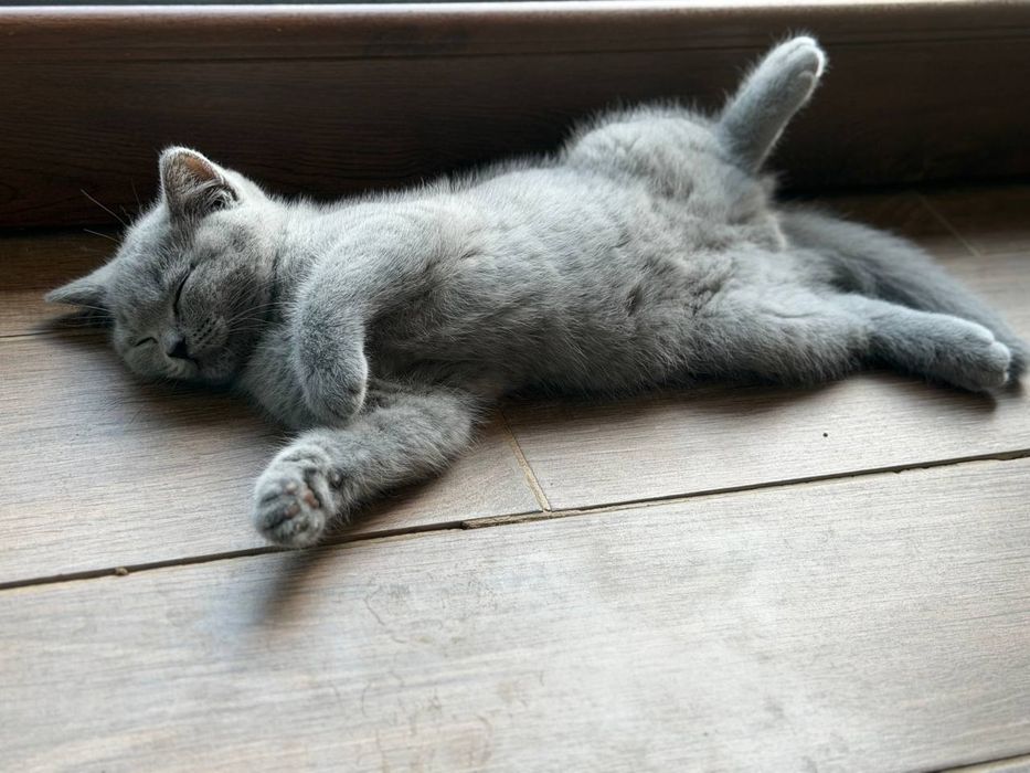 British Shorthair