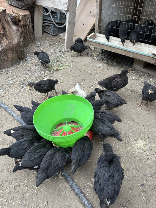 Adijon qora jojalari sotiladi