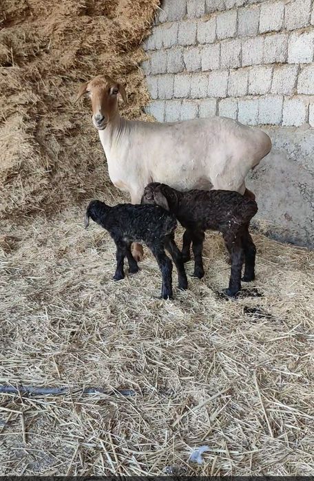 Қозылы қой егіз.