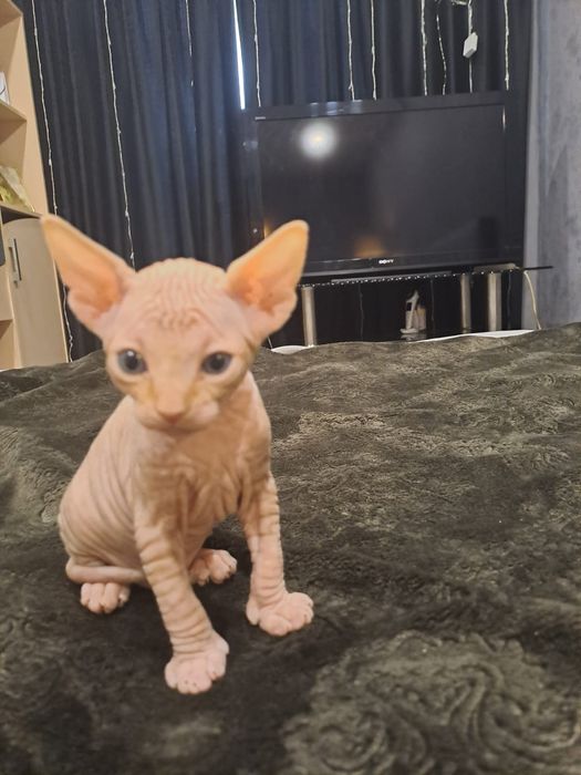 Очаровательные сфинксы левкой и эльф