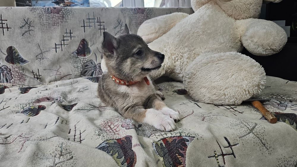 Отдам щенков 2 месяца