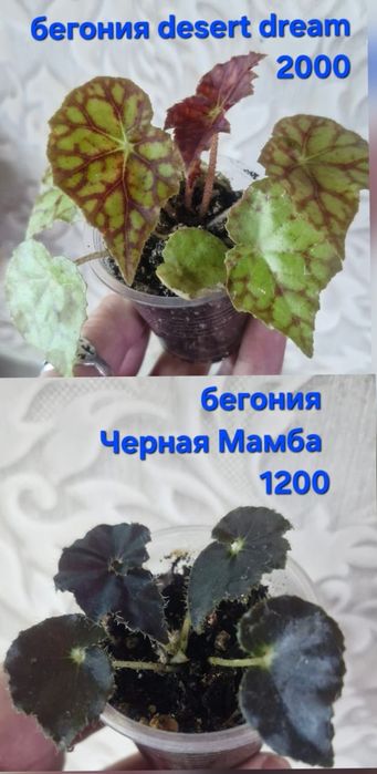 Цветы домашние разные