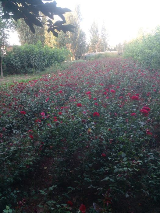 Atirgul роза канча керак болса бор