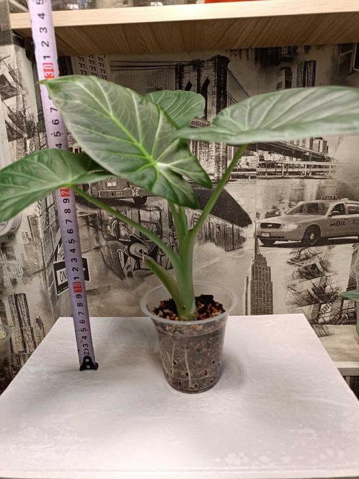 Продается Шикарная Алоказия Регал Шилдс