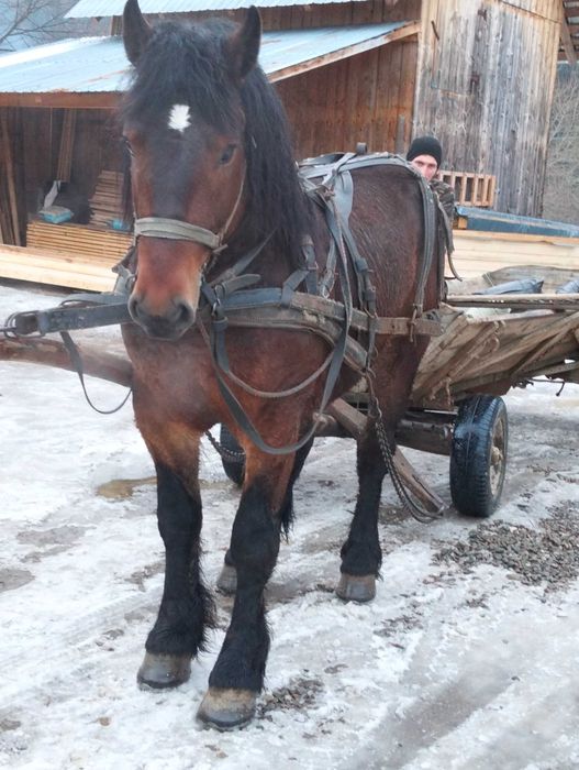 Mânz de trei ani marca fitero